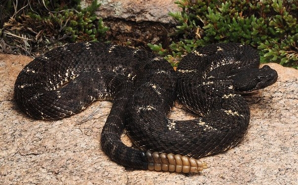 А вы говорите – Трамп. Даже гремучих змей можно дрессировать. Вот пример