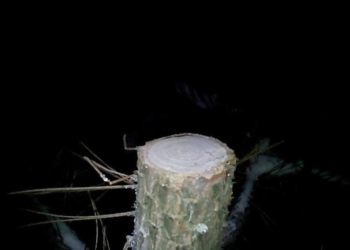 Активист: под Николаевом браконьеры спилили более сотни сосен