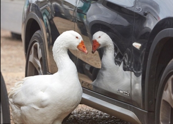 Несчастный гусь из Великобритании нашел решение проблемы одиночества