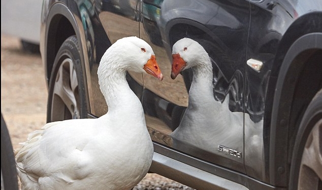Несчастный гусь из Великобритании нашел решение проблемы одиночества