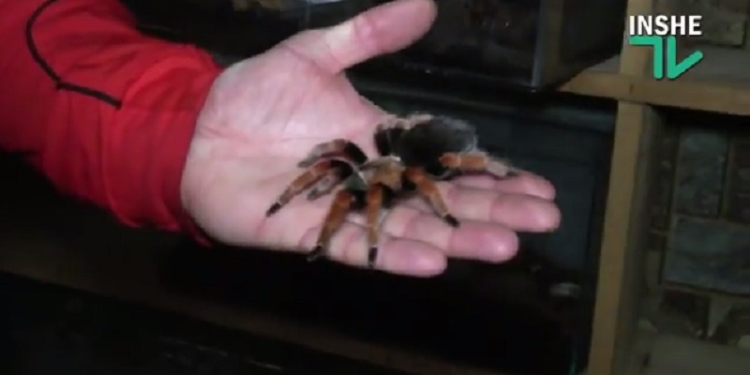 Арахнофобы, говорят, от вашей болезни можно излечиться