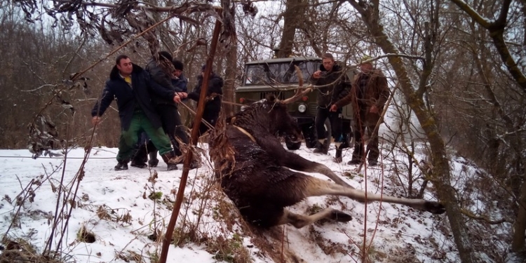 Ох, нелегкая это работа: в Харьковской области из реки вытащили обессиленного лося