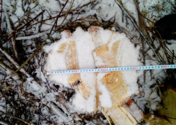 Неподалеку от Братского спилили 53 акации