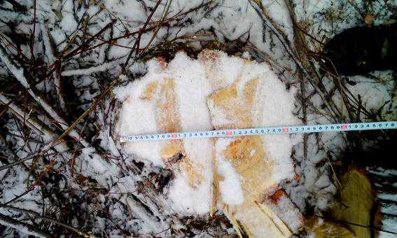 Неподалеку от Братского спилили 53 акации