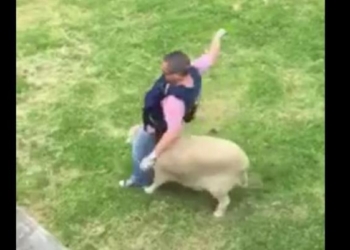 Новозеланские полицейские разыскивают овцу, напавшую на их сослуживца