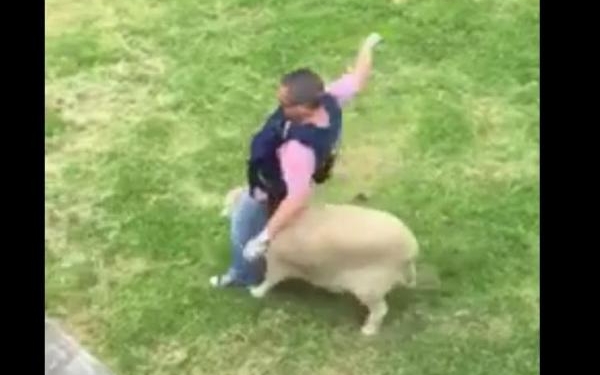 Новозеланские полицейские разыскивают овцу, напавшую на их сослуживца