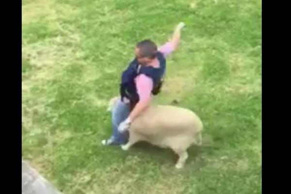 Новозеланские полицейские разыскивают овцу, напавшую на их сослуживца 1