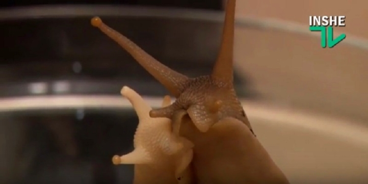 Когда все свое ношу с собой