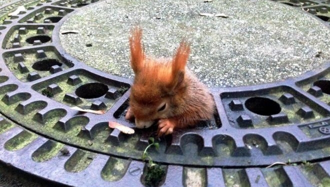 Наверно, она ела после 18.00: в Мюнхене белка застряла в канализационном люке