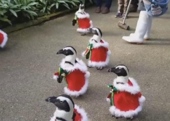 Рождество как коммерция: в Японии пингвинов переодели в Санта-Клаусов