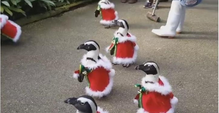 Рождество как коммерция: в Японии пингвинов переодели в Санта-Клаусов