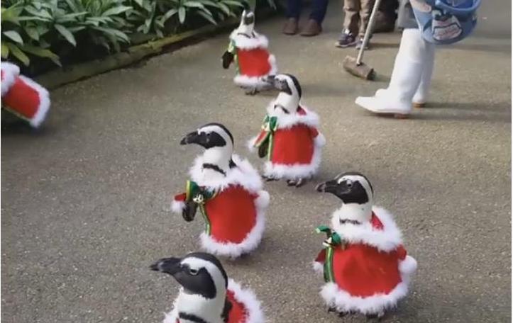 Рождество как коммерция: в Японии пингвинов переодели в Санта-Клаусов 1