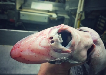 Это не плод фантазии, это настоящие обитатели морских глубин. Что попадается в сети рыболовецкого траулера