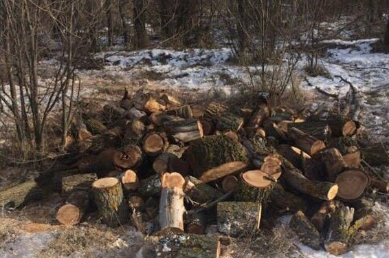 В Николаевской области незаконно спилили 24 вяза. На месте преступления застали работников лесхоза с бензопилами