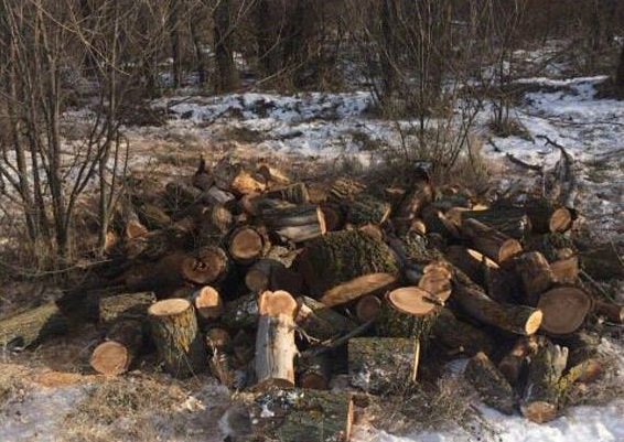 В Николаевской области незаконно спилили 24 вяза. На месте преступления застали работников лесхоза с бензопилами 6