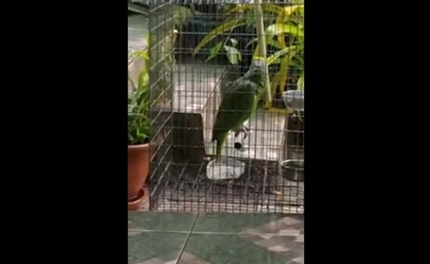 Просыпаемся легко. Попугая спел песню Sia. Сравните и вы