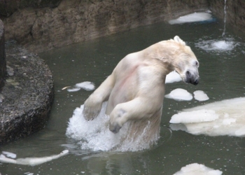 В Николаевском зоопарке планируют отметить день рождения белого медведя