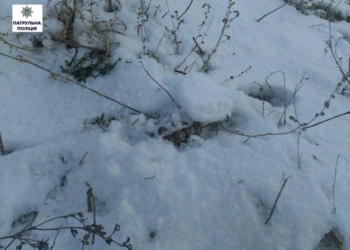 Найденную на улице в Николаеве гранату без чеки подорвали на месте