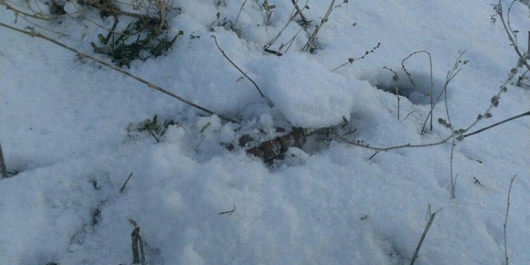 Найденную на улице в Николаеве гранату без чеки подорвали на месте