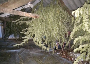 В Баштанке у мужчины нашли и килограмм наркотиков, и патроны