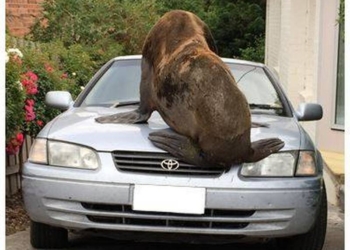 Это не то, что вы ждете на второй день Рождества: в Австралии тюлень облюбовал автомобиль