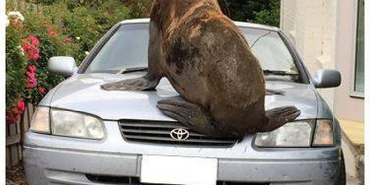 Это не то, что вы ждете на второй день Рождества: в Австралии тюлень облюбовал автомобиль
