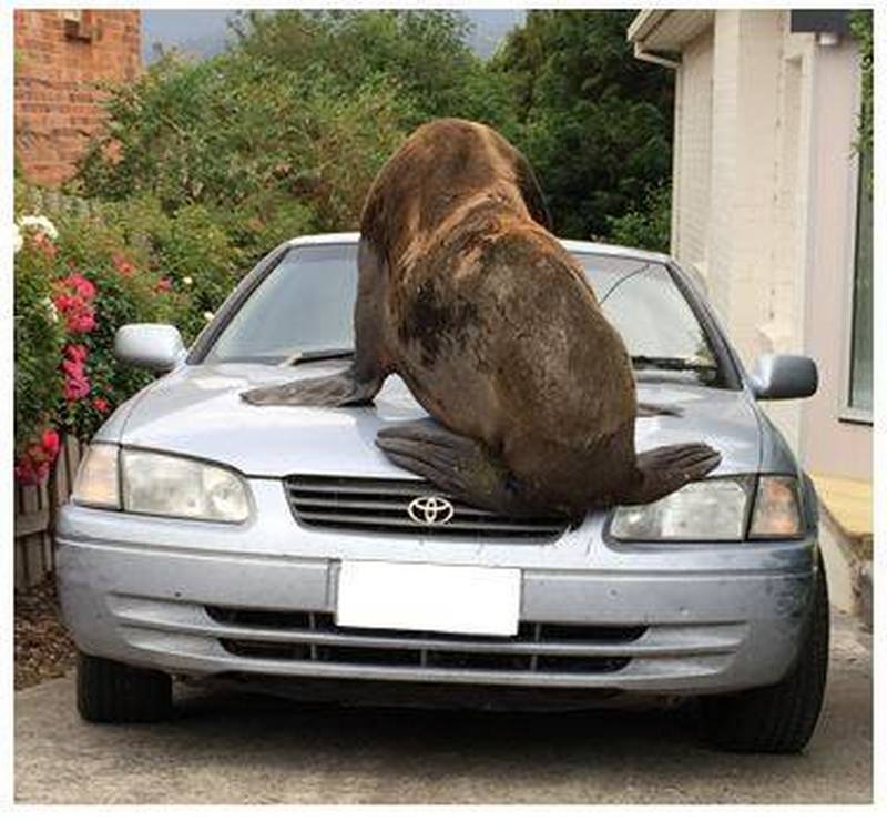 Это не то, что вы ждете на второй день Рождества: в Австралии тюлень облюбовал автомобиль 3