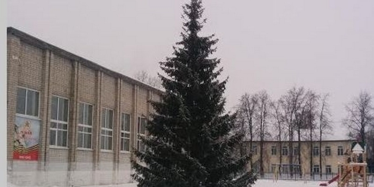 «А чего далеко ходить?» – решили чиновники в Тюменской области России и спилили елку в палисаднике пенсионерки, чтобы установить ее на площади