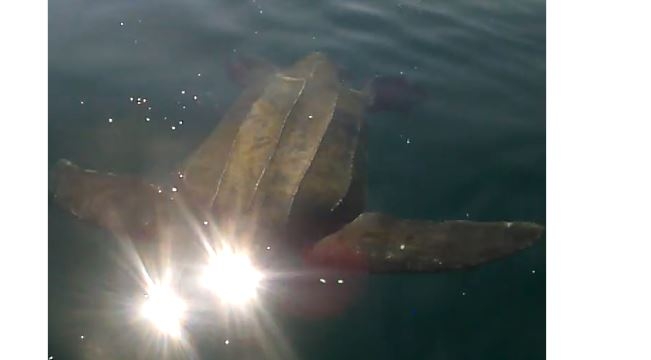 В Новой Зеландии туристы засняли огромную черепаху