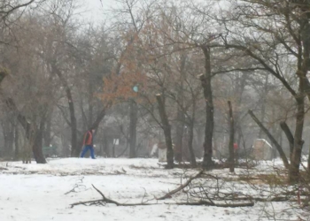 Обрезка деревьев в «Народном саду»: николаевцы негодуют, Департамент ЖКХ говорит, что все правильно