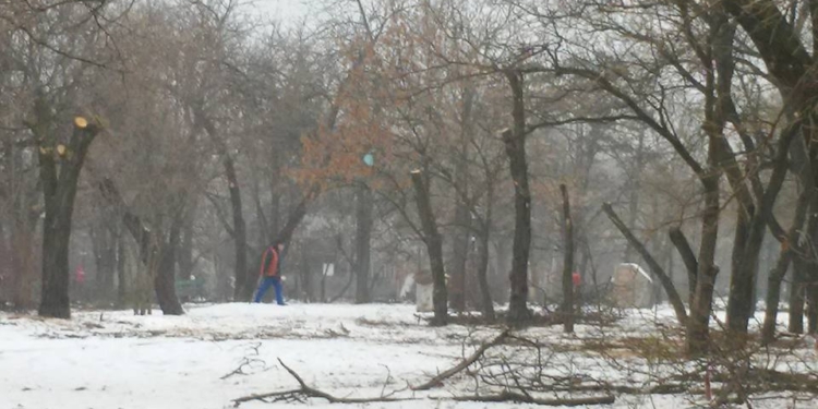 Обрезка деревьев в «Народном саду»: николаевцы негодуют, Департамент ЖКХ говорит, что все правильно