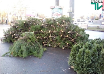 Елочные базары в Николаеве: кроме цены на сосны, неизвестно, ни откуда «дровишки», ни законны ли эти базары