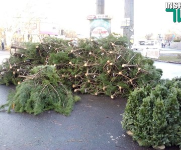 Место Продажи Новогодних Елок