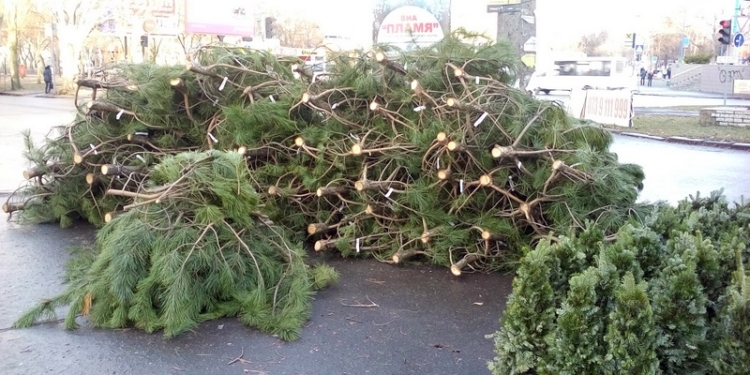 Елочные базары в Николаеве: кроме цены на сосны, неизвестно, ни откуда «дровишки», ни законны ли эти базары