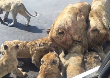 Любопытство может сгубить не только кошку, но и туриста: в Национальном парке Крюгера люди оказались в ловушке у львов