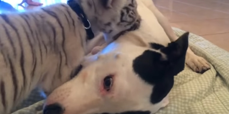 Приемный отец. В Германии пес усыновил двух брошенных бенгальских тигрят