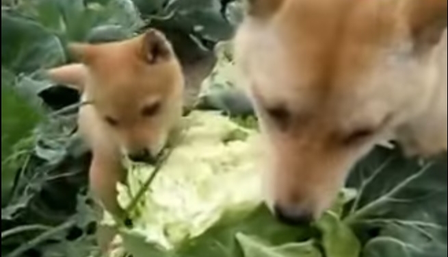 “Пусти козла в огород”? Нет, эти собаки-капустоеды пострашнее будут