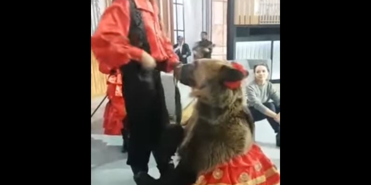 В РФ во время съемки новогодней передачи медведица напала на девушку