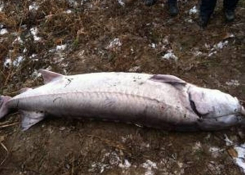 В Одесской области нашли 120-килограммовую белугу