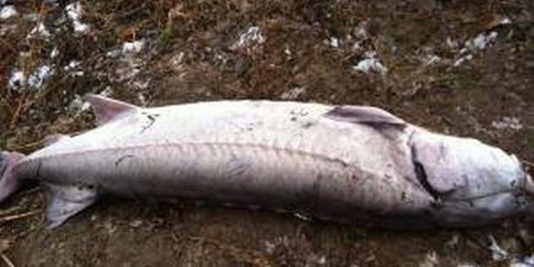 В Одесской области нашли 120-килограммовую белугу