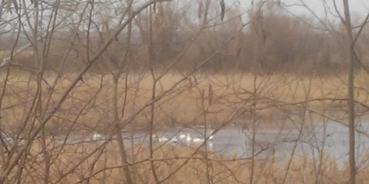 ​В Херсонской области спасатели освободили стаю лебедей, примерзших ко льду