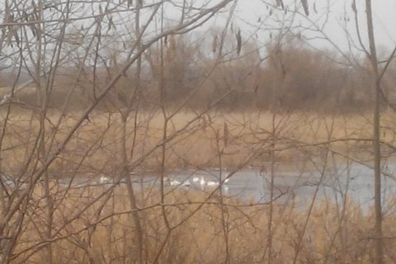 ​В Херсонской области спасатели освободили стаю лебедей, примерзших ко льду 1