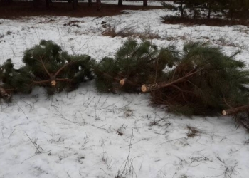 Очередное варварство в Матвеевском лесу