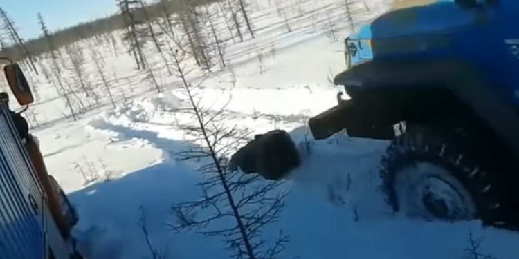 Нервным не смотреть. В РФ медведя намеренно давили грузовиками и убивали железным прутом