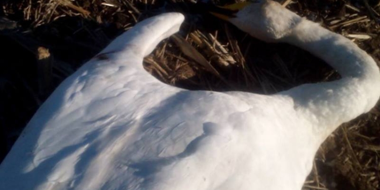 “Сафари по-коблевски”: неизвестные убили более 20 лебедей в Николаевской области