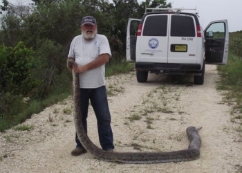 Во Флориде поймали питона, который до этого проглотил трех оленей