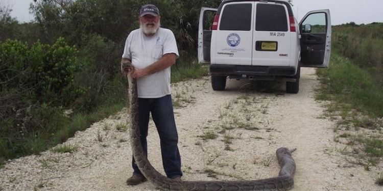 Во Флориде поймали питона, который до этого проглотил трех оленей