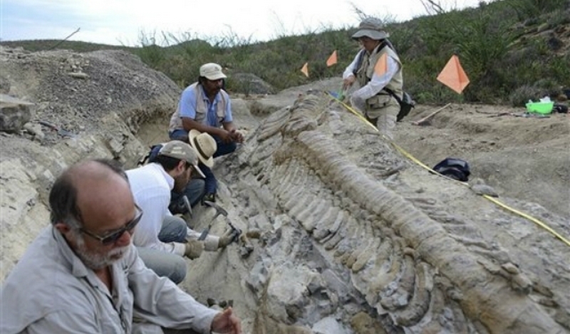 Палеонтологи раскопали в Австралии неизвестного ранее динозавра 1
