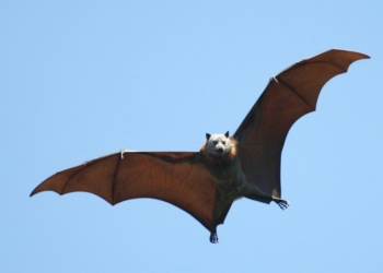 Учёные расшифровали язык летучих мышей – он один из самых сложных в животном царстве