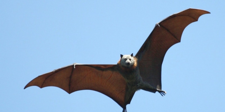 Учёные расшифровали язык летучих мышей – он один из самых сложных в животном царстве